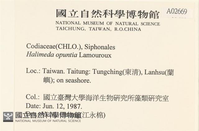仙掌藻, 海仙人掌藏品圖，第2張