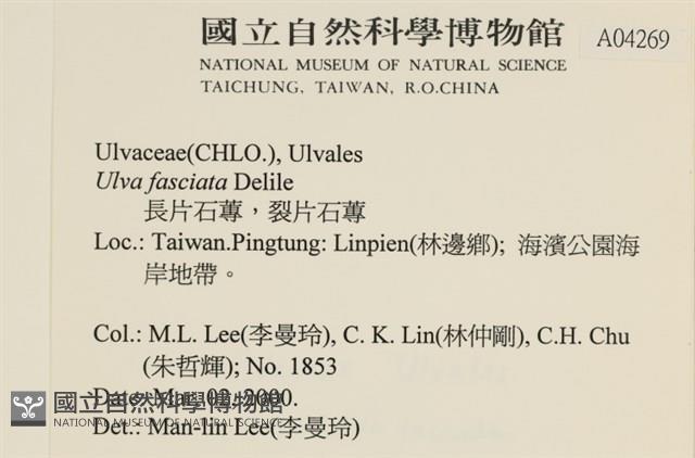 長片石蓴, 裂片石蓴藏品圖，第2張