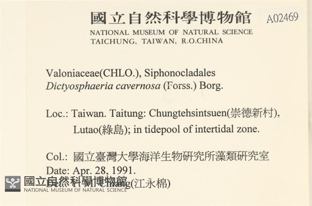 網球藻藏品圖，第2張