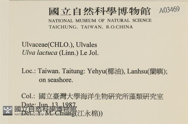 大石蓴, 石蓴藏品圖，第2張