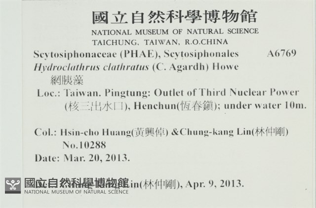 網胰藻藏品圖，第2張