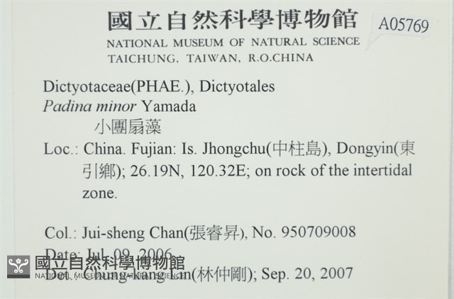 小團扇藻藏品圖，第2張