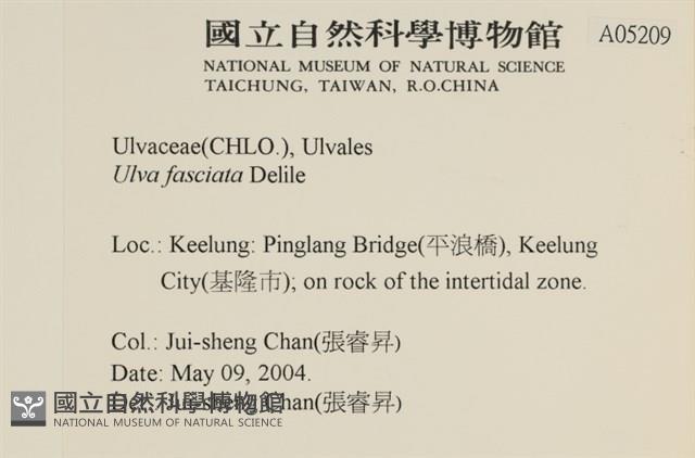 長片石蓴, 裂片石蓴藏品圖，第2張