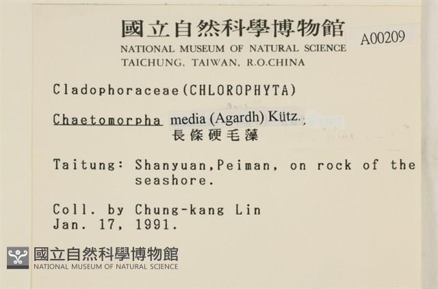 長條硬毛藻藏品圖，第2張