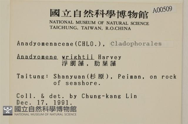 浮網藻, 肋葉藻藏品圖，第2張