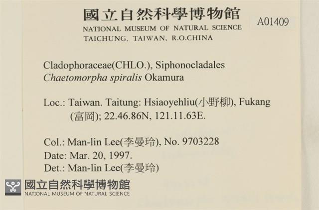 線形硬毛藻, 卷絲綠苔藏品圖，第2張