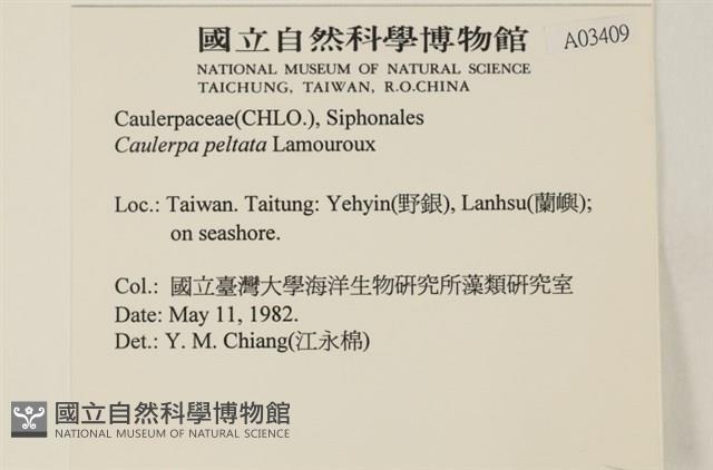 盾葉蕨藻藏品圖，第2張