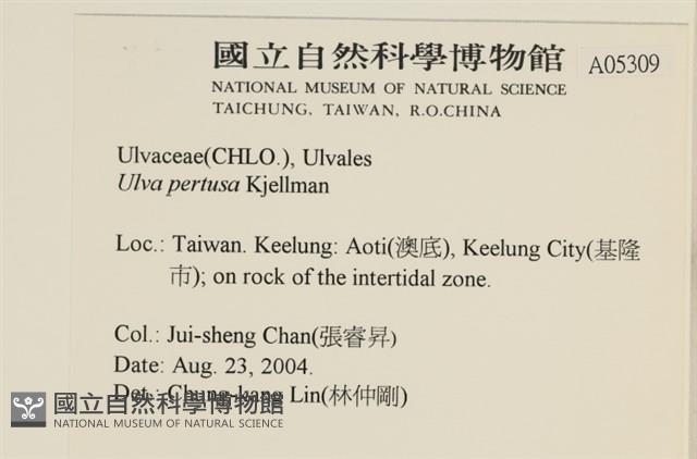 石蓴藏品圖，第2張