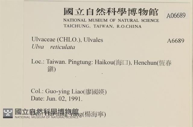 網石蓴藏品圖，第2張