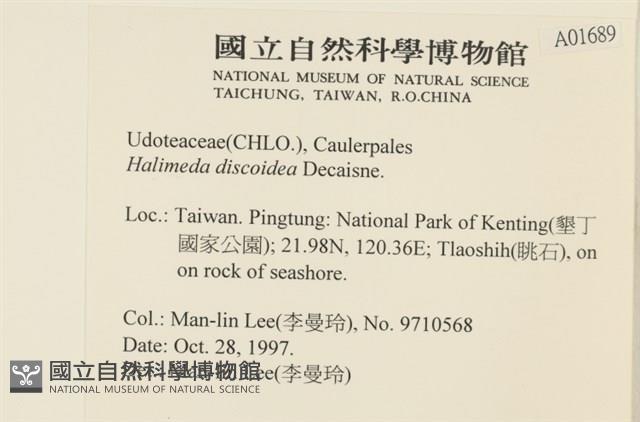 盤狀仙掌藻藏品圖，第2張