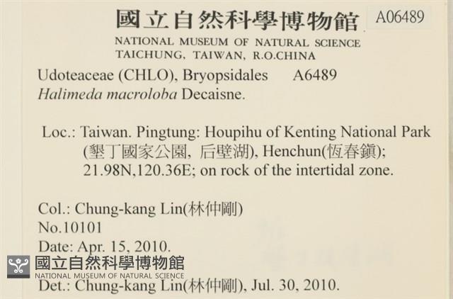 大葉海仙人掌, 大葉仙掌藻藏品圖，第2張