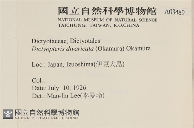 海網蕨藏品圖，第2張