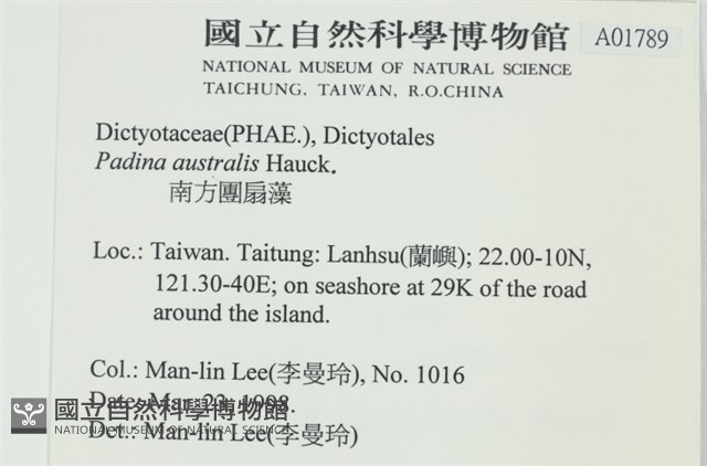 南方團扇藻藏品圖，第2張