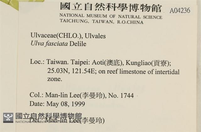 長片石蓴, 裂片石蓴藏品圖，第2張