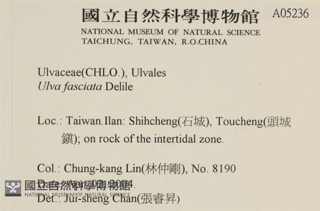 長片石蓴, 裂片石蓴藏品圖，第2張