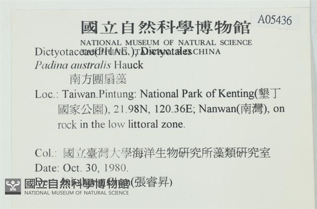 南方團扇藻藏品圖，第2張