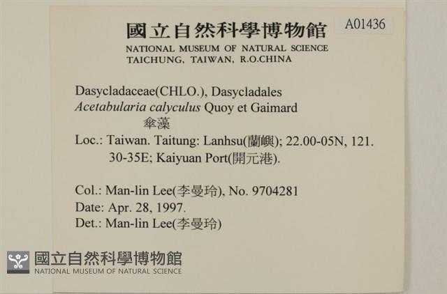 傘藻藏品圖，第2張