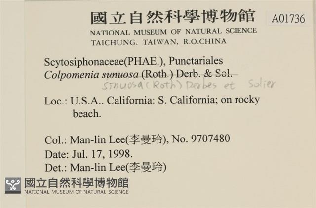 袋苔, 囊藻藏品圖，第2張