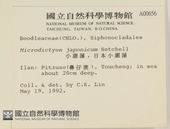 小網藻, 日本小網藻藏品圖，第2張