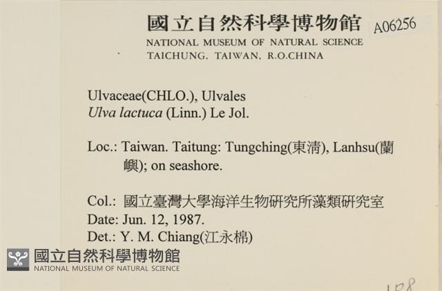 大石蓴, 石蓴藏品圖，第2張