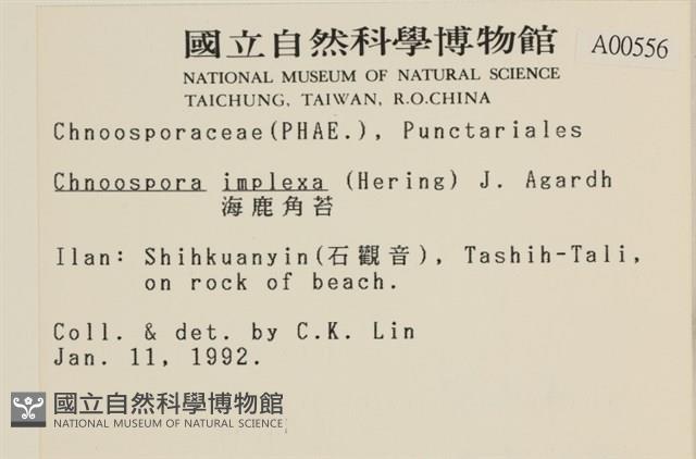 海鹿角苔藏品圖，第2張