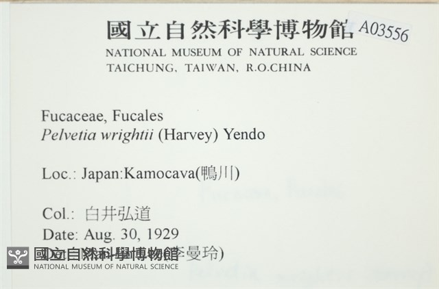 白氏藻藏品圖，第2張
