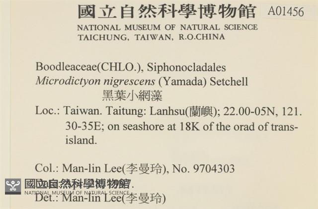 黑葉小網藻藏品圖，第2張