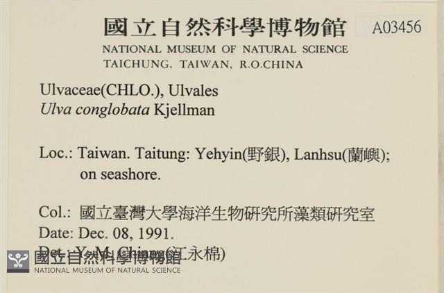 茶花石蓴, 牡丹菜藏品圖，第2張