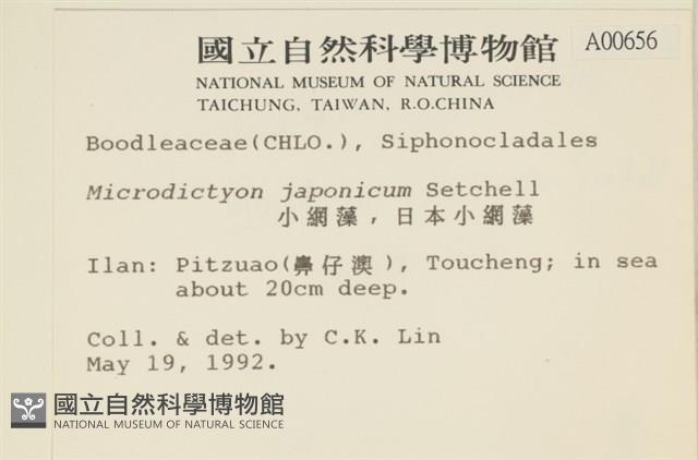 褐海扇藏品圖，第2張