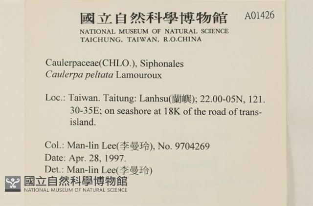 盾葉蕨藻藏品圖，第2張