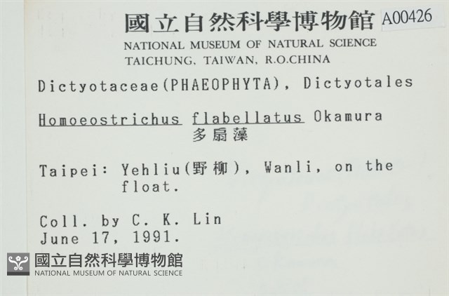 多扇藻藏品圖，第2張