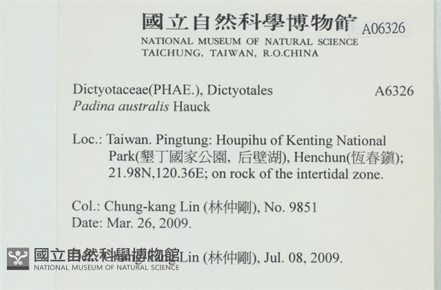 南方團扇藻藏品圖，第2張