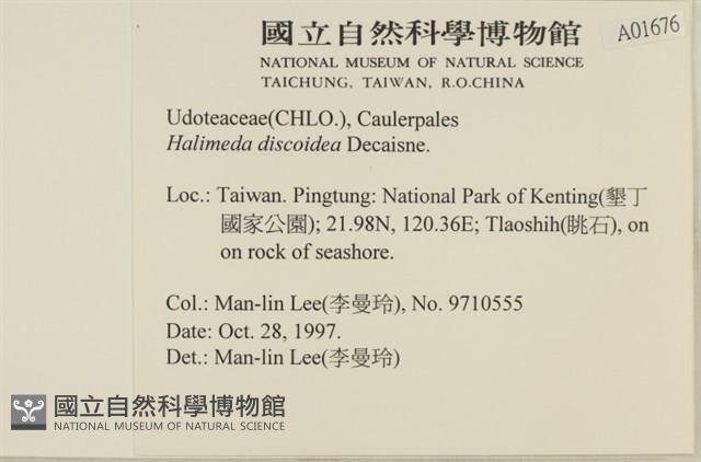盤狀仙掌藻藏品圖，第2張