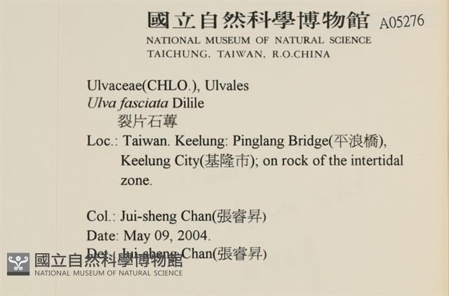 長片石蓴, 裂片石蓴藏品圖，第2張