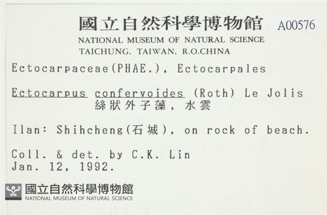 絲狀外子藻, 水雲藏品圖，第2張