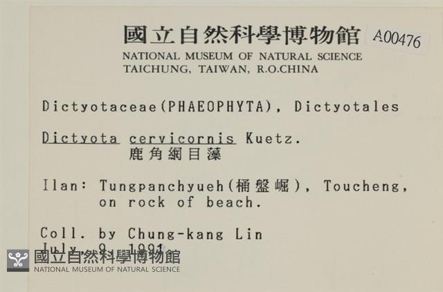 鹿角網地藻藏品圖，第2張