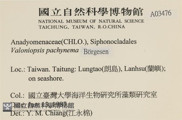 指枝藻藏品圖，第2張