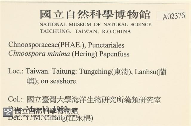 小毛孢藻, 小鹿角苔藏品圖，第2張