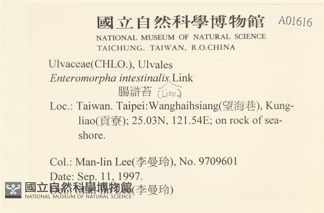 腸滸苔, 河石髮藏品圖，第2張