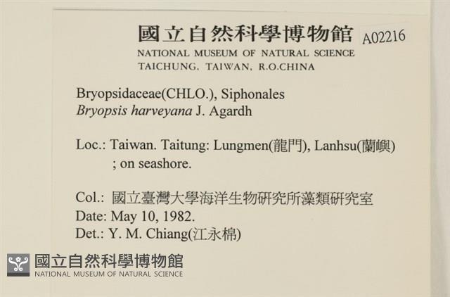 偏列羽藻藏品圖，第2張