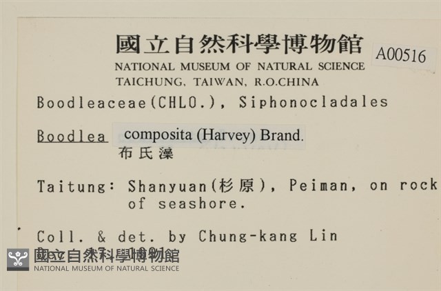 布氏藻藏品圖，第2張