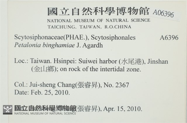 葉苔, 小海帶藏品圖，第2張