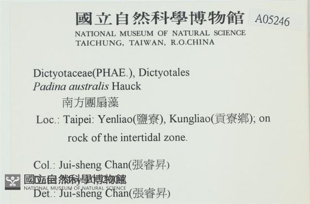 南方團扇藻藏品圖，第2張