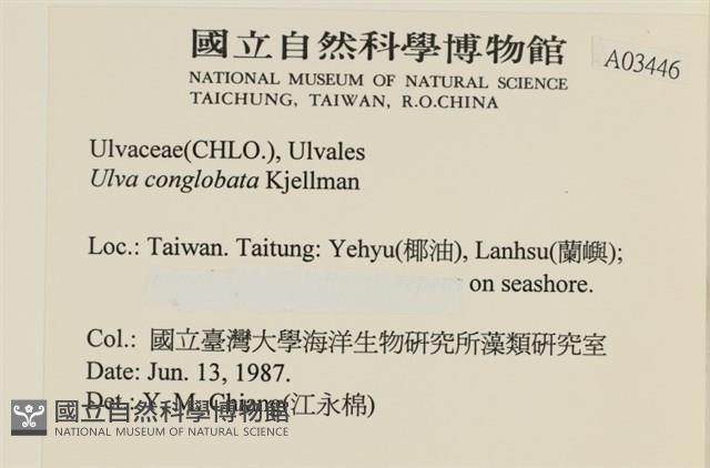 茶花石蓴, 牡丹菜藏品圖，第2張