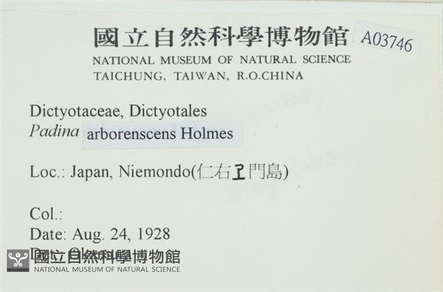 樹狀團扇藻藏品圖，第2張