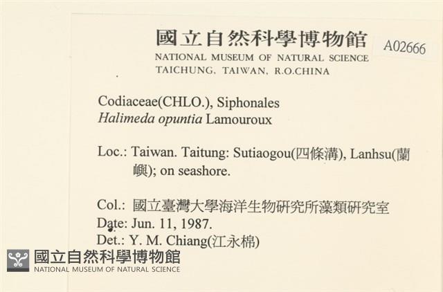 仙掌藻, 海仙人掌藏品圖，第2張