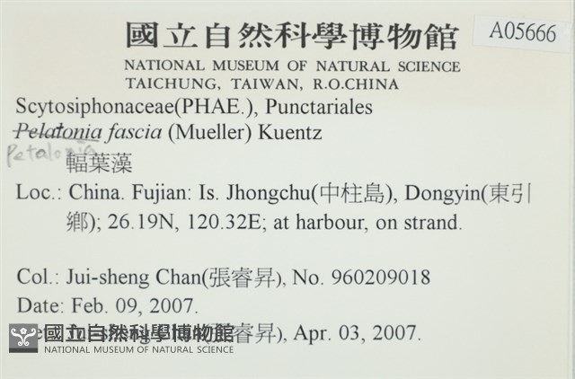 西洋葉苔藏品圖，第2張