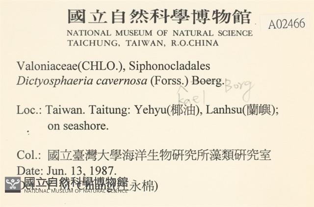 網球藻藏品圖，第2張