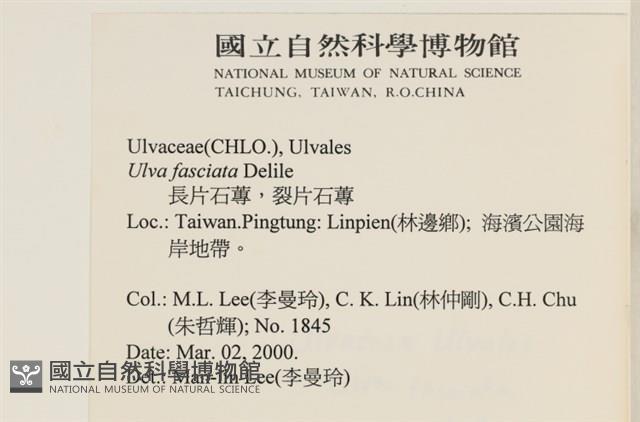 長片石蓴, 裂片石蓴藏品圖，第2張