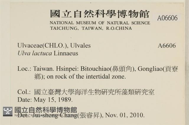 大石蓴, 石蓴藏品圖，第2張